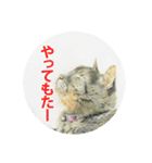 関西弁リアル猫（個別スタンプ：26）
