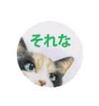 関西弁リアル猫（個別スタンプ：27）