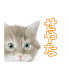 関西弁リアル猫（個別スタンプ：30）