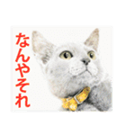 関西弁リアル猫（個別スタンプ：31）