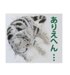関西弁リアル猫（個別スタンプ：32）