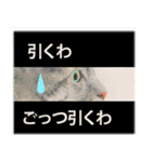 関西弁リアル猫（個別スタンプ：33）