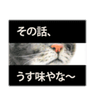関西弁リアル猫（個別スタンプ：35）