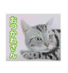 関西弁リアル猫（個別スタンプ：37）