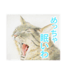 関西弁リアル猫（個別スタンプ：38）