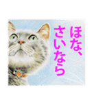 関西弁リアル猫（個別スタンプ：40）