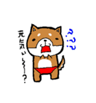 赤パン柴犬（個別スタンプ：2）