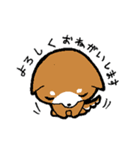 赤パン柴犬（個別スタンプ：7）