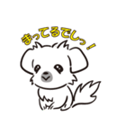 でしでふペキニーズ（個別スタンプ：30）