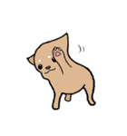チワワ（犬）スタンプ（個別スタンプ：1）