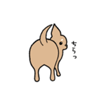 チワワ（犬）スタンプ（個別スタンプ：3）