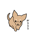 チワワ（犬）スタンプ（個別スタンプ：9）