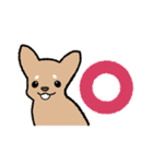 チワワ（犬）スタンプ（個別スタンプ：17）