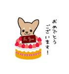 チワワ（犬）スタンプ（個別スタンプ：20）