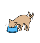 チワワ（犬）スタンプ（個別スタンプ：21）