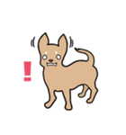 チワワ（犬）スタンプ（個別スタンプ：23）