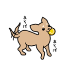 チワワ（犬）スタンプ（個別スタンプ：29）