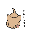 チワワ（犬）スタンプ（個別スタンプ：30）