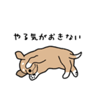 チワワ（犬）スタンプ（個別スタンプ：31）
