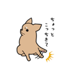 チワワ（犬）スタンプ（個別スタンプ：33）
