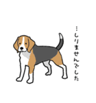 チワワ（犬）スタンプ（個別スタンプ：37）