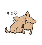 チワワ（犬）スタンプ（個別スタンプ：38）