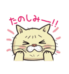 猫面相2 -ブサ猫スタンプ-（個別スタンプ：35）