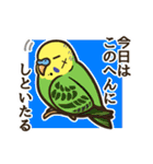 セキセイインコだらけ3（個別スタンプ：35）