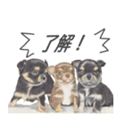 マロ眉チワワの大和くん3（個別スタンプ：12）