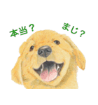 マロ眉チワワの大和くん3（個別スタンプ：35）