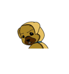 Troubled face Shiba dog.（個別スタンプ：33）