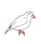 白文鳥さん（個別スタンプ：31）