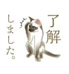 猫が好きっ！（個別スタンプ：31）