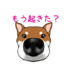 あなたの柴犬（個別スタンプ：6）