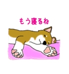 あなたの柴犬（個別スタンプ：8）