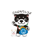 和み柴っこ（個別スタンプ：1）