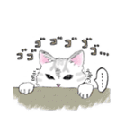 アメショのこねこ（個別スタンプ：34）