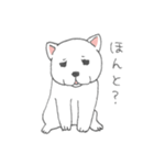 しろ柴犬の子犬（個別スタンプ：13）