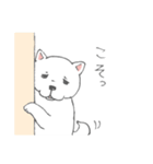 しろ柴犬の子犬（個別スタンプ：21）