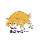 柴犬ちゅばるん（個別スタンプ：2）