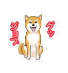 柴犬ちゅばるん（個別スタンプ：6）