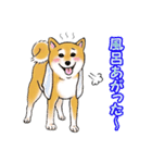 柴犬ちゅばるん（個別スタンプ：9）