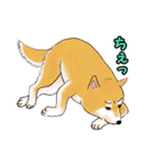 柴犬ちゅばるん（個別スタンプ：12）