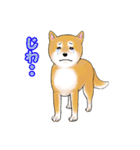 柴犬ちゅばるん（個別スタンプ：16）