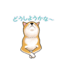 柴犬ちゅばるん（個別スタンプ：23）