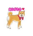 柴犬ちゅばるん（個別スタンプ：27）