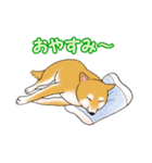 柴犬ちゅばるん（個別スタンプ：32）