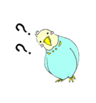 インコのピィちゃん（個別スタンプ：5）