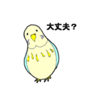 インコのピィちゃん（個別スタンプ：22）