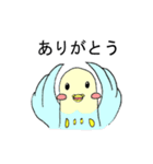 インコのピィちゃん（個別スタンプ：31）